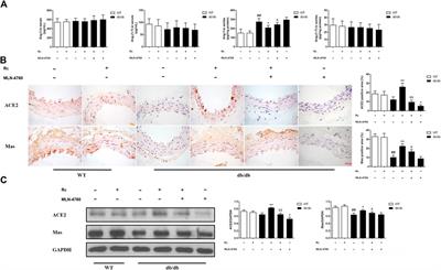 Ginsenoside Rc Ameliorates Endothelial Insulin Resistance via Upregulation of Angiotensin-Converting Enzyme 2